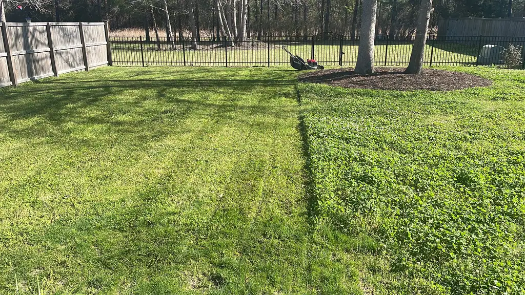 Backyard halfway through a mow: the striped, freshly cut lawn on the left meets the uncut grass on the right