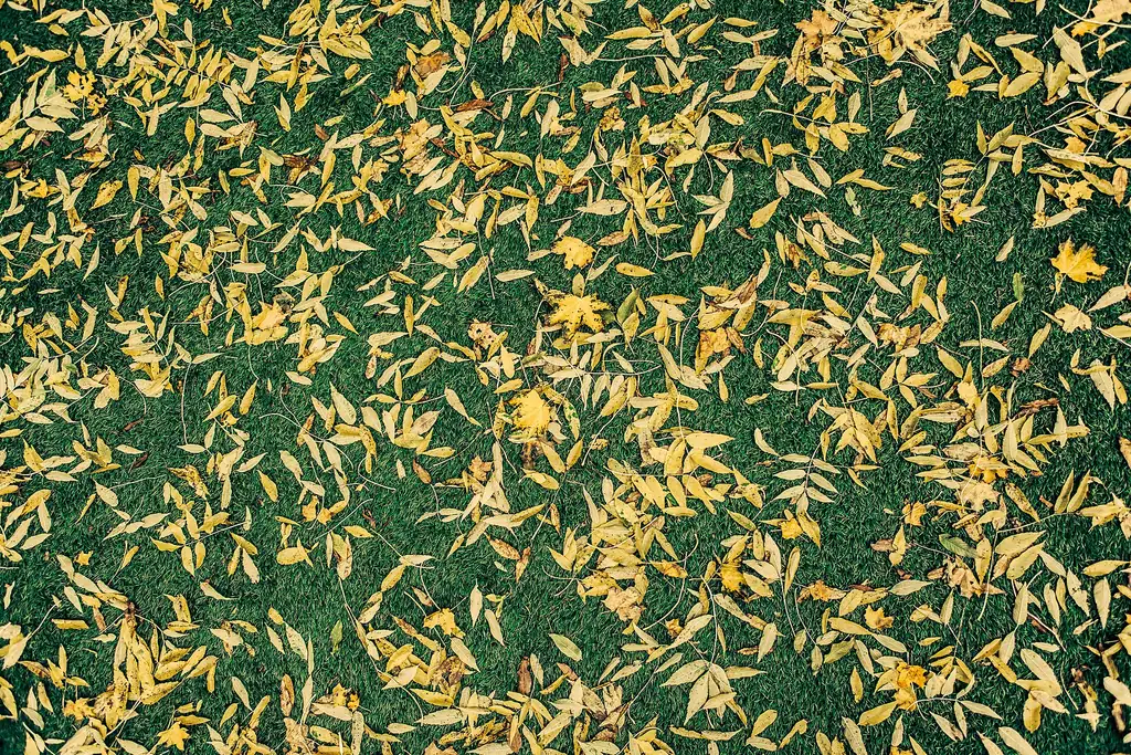 Yellow leaves scattered across a green lawn